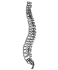 背骨と椎骨